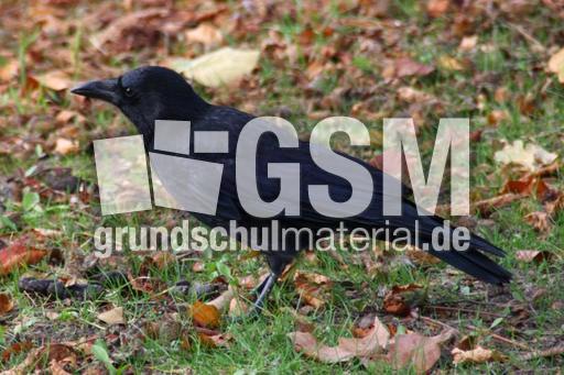 Rabe-23-10-09 017.jpg